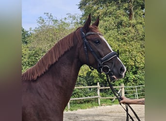 Hannoveraner, Stute, 3 Jahre, 165 cm, Dunkelfuchs