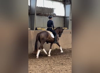 Hannoveraner, Stute, 3 Jahre, 165 cm, Dunkelfuchs