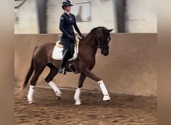 Hannoveraner, Stute, 3 Jahre, 165 cm, Dunkelfuchs