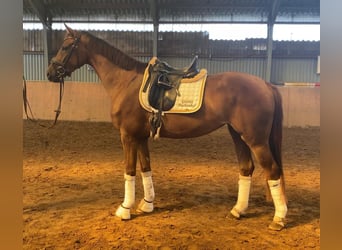 Hannoveraner, Stute, 3 Jahre, 165 cm, Dunkelfuchs
