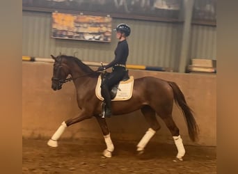 Hannoveraner, Stute, 3 Jahre, 165 cm, Dunkelfuchs