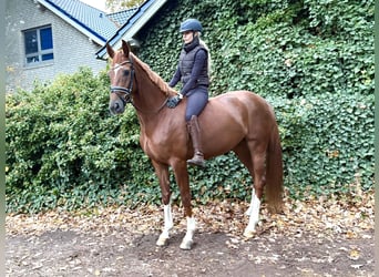 Hannoveraner, Stute, 3 Jahre, 165 cm, Dunkelfuchs