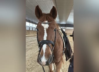 Hannoveraner, Stute, 3 Jahre, 165 cm, Fuchs