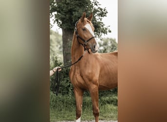 Hannoveraner, Stute, 3 Jahre, 165 cm, Fuchs