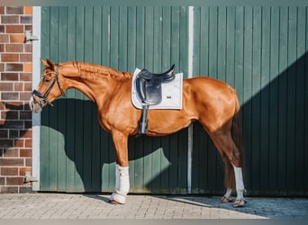 Hannoveraner, Stute, 3 Jahre, 165 cm, Fuchs
