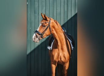 Hannoveraner, Stute, 3 Jahre, 165 cm, Fuchs