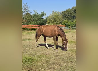 Hannoveraner, Stute, 3 Jahre, 165 cm, Fuchs