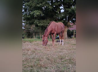Hannoveraner, Stute, 3 Jahre, 165 cm, Fuchs