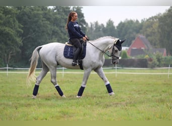 Hannoveraner, Stute, 3 Jahre, 165 cm, Fuchs
