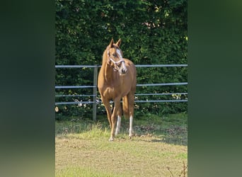 Hannoveraner, Stute, 3 Jahre, 165 cm, Fuchs