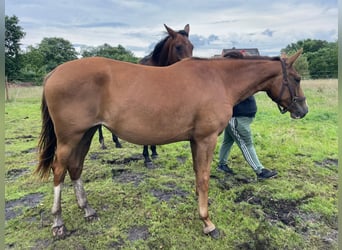 Hannoveraner, Stute, 3 Jahre, 165 cm, Fuchs