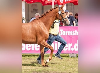 Hannoveraner, Stute, 3 Jahre, 165 cm, Fuchs