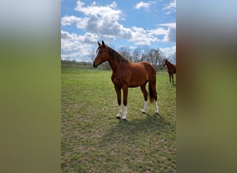 Hannoveraner, Stute, 3 Jahre, 165 cm, Fuchs