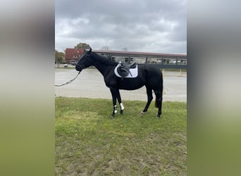 Hannoveraner, Stute, 3 Jahre, 165 cm, Rappe