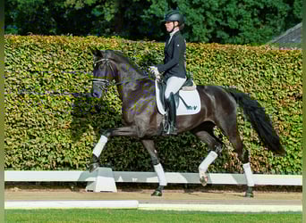 Hannoveraner, Stute, 3 Jahre, 165 cm, Rappe