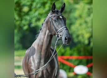 Hannoveraner, Stute, 3 Jahre, 165 cm, Rappe