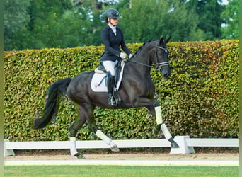 Hannoveraner, Stute, 3 Jahre, 165 cm, Rappe