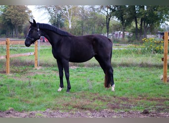 Hannoveraner, Stute, 3 Jahre, 165 cm, Rappe