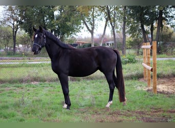 Hannoveraner, Stute, 3 Jahre, 165 cm, Rappe