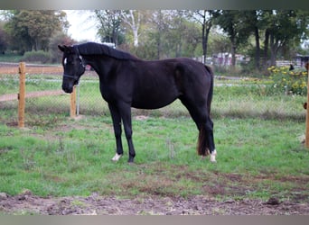 Hannoveraner, Stute, 3 Jahre, 165 cm, Rappe