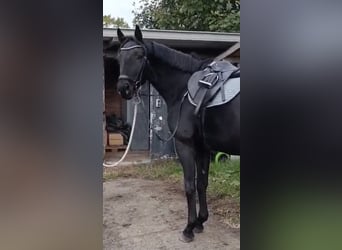 Hannoveraner, Stute, 3 Jahre, 165 cm, Rappe Hannoveraner, Stute, 3 Jahre, 165 cm, Rappe
