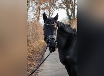 Hannoveraner, Stute, 3 Jahre, 165 cm, Rappe