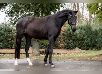Hannoveraner, Stute, 3 Jahre, 165 cm, Schwarzbrauner