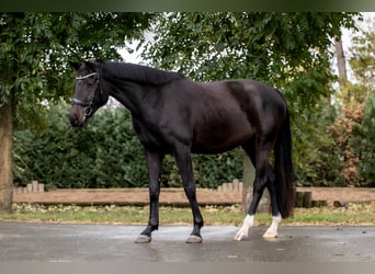 Hannoveraner, Stute, 3 Jahre, 165 cm, Schwarzbrauner