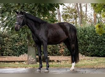 Hannoveraner, Stute, 3 Jahre, 165 cm, Schwarzbrauner