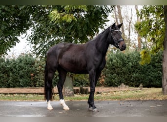 Hannoveraner, Stute, 3 Jahre, 165 cm, Schwarzbrauner