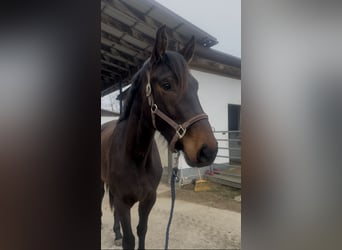 Hannoveraner, Stute, 3 Jahre, 166 cm, Brauner