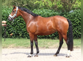 Hannoveraner, Stute, 3 Jahre, 166 cm, Brauner
