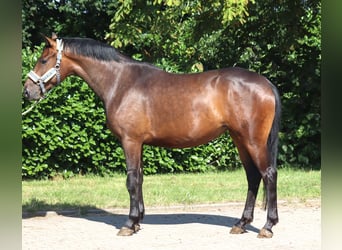 Hannoveraner, Stute, 3 Jahre, 166 cm, Brauner