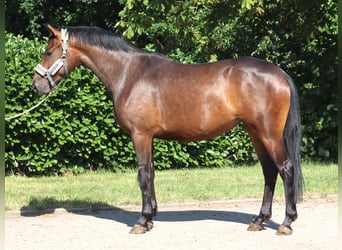 Hannoveraner, Stute, 3 Jahre, 166 cm, Brauner
