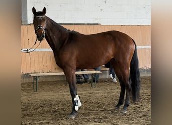 Hannoveraner, Stute, 3 Jahre, 166 cm, Brauner