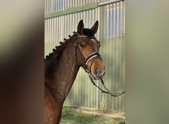 Hannoveraner, Stute, 3 Jahre, 166 cm, Brauner