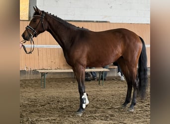 Hannoveraner, Stute, 3 Jahre, 166 cm, Brauner