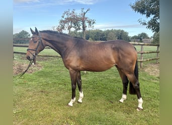 Hannoveraner, Stute, 3 Jahre, 166 cm, Brauner