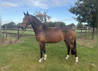 Hannoveraner, Stute, 3 Jahre, 166 cm, Brauner