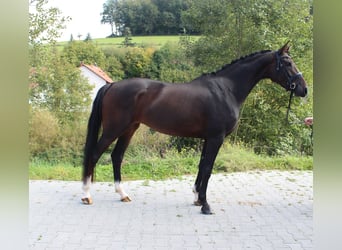 Hannoveraner, Stute, 3 Jahre, 166 cm, Dunkelbrauner