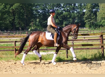 Hannoveraner, Stute, 3 Jahre, 166 cm, Dunkelbrauner