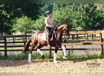 Hannoveraner, Stute, 3 Jahre, 166 cm, Dunkelbrauner
