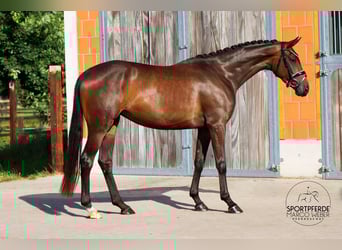 Hannoveraner, Stute, 3 Jahre, 166 cm, Dunkelbrauner