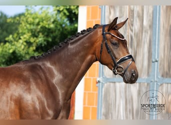 Hannoveraner, Stute, 3 Jahre, 166 cm, Dunkelbrauner