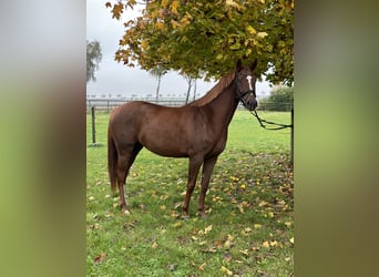 Hannoveraner, Stute, 3 Jahre, 166 cm, Dunkelfuchs
