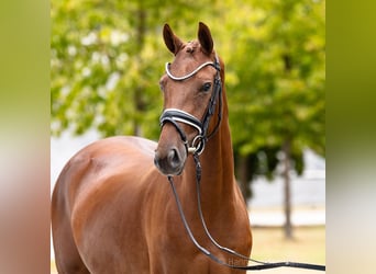 Hannoveraner, Stute, 3 Jahre, 166 cm, Fuchs