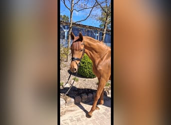 Hannoveraner, Stute, 3 Jahre, 166 cm, Fuchs