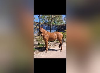 Hannoveraner, Stute, 3 Jahre, 166 cm, Fuchs