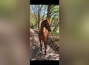 Hannoveraner, Stute, 3 Jahre, 166 cm, Fuchs