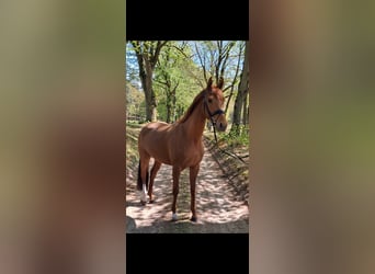 Hannoveraner, Stute, 3 Jahre, 166 cm, Fuchs